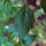 Pilea urticifolia Hostoa