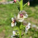 Verbascum blattariaЦвят