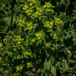 Euphorbia platyphyllos Blomst