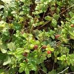 Vaccinium vitis-idaea 整株植物