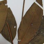 Aiouea guianensis List