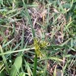 Cyperus aggregatus Ліст