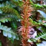Polystichum polyblepharum Corteza