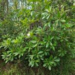 Magnolia virginiana Habitus