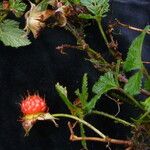 Rubus nepalensis Συνήθη χαρακτηριστικά