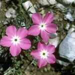 Phlox mesoleuca Fleur