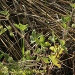 Geranium divaricatum Muu