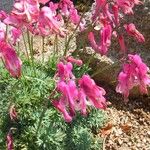 Dicentra peregrina Flower