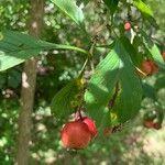 Crataegus punctata Fruit