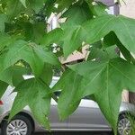 Liquidambar formosana برگ