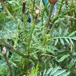 Tagetes erecta Hábitos