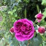 Rosa damascena Květ