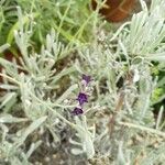 Lavandula lanata Kvet