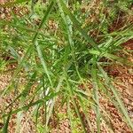 Panicum virgatum 葉