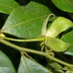 Guatteria dolichopoda Fruit