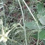 Nigella arvensis Folha