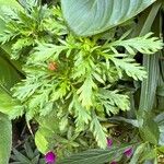 Euryops chrysanthemoides Leaf