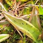 Pinguicula alpina Hoja