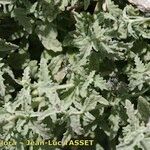Nepeta nepetella 形態