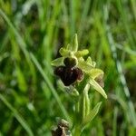 Ophrys aranifera Інше