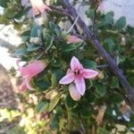 Correa alba Flower