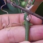 Smilax spinosa अन्य