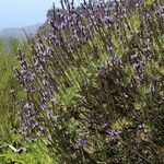 Lavandula canariensis عادت داشتن