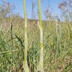 Neotinea tridentata Flor