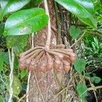 Marcgravia umbellata Fruto
