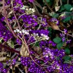 Callicarpa americana Fruto