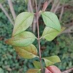 Abelia schumannii Leaf