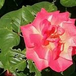 Rosa chinensis Lorea