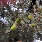 Quercus rotundifolia Fruit