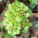 Chrysosplenium alternifolium Ffrwyth