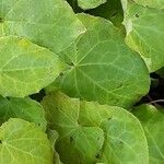 Epimedium perralderianum Leaf