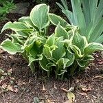 Hosta sieboldii Folla