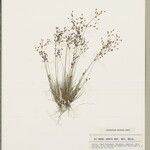 Bulbostylis scrobiculata Други