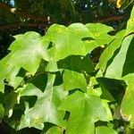 Liriodendron chinense 葉