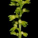 Taeniophyllum oreophilum Blüte