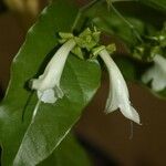 Oxera balansae Λουλούδι