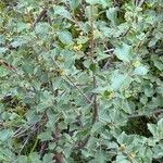 Betula humilis Leaf