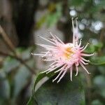 Syzygium cymosum Цветок