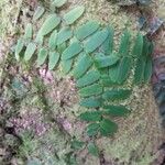 Marcgravia umbellata Hoja