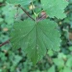 Ribes alpinum Leaf