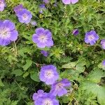 Geranium pratenseFlower