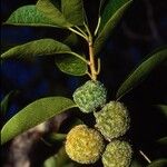 Maclura cochinchinensis Fruit