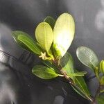Erythroxylum novocaledonicum Flower