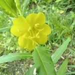 Oenothera longiflora Цветок