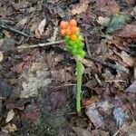 Arum italicumFlower