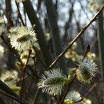 Salix myrsinifolia Цвят